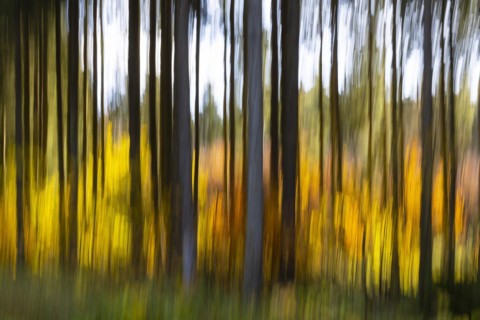 Spruce forest in the Swabian Alb in autumn