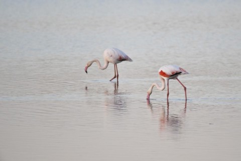 Greater flamingos