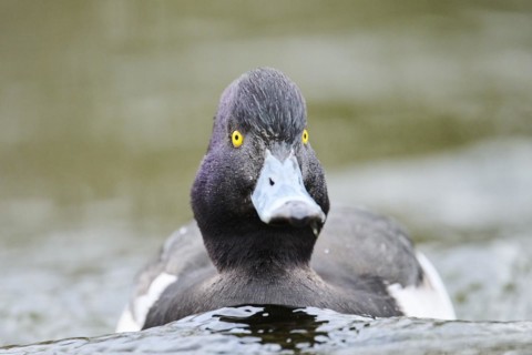 Tufted pochard