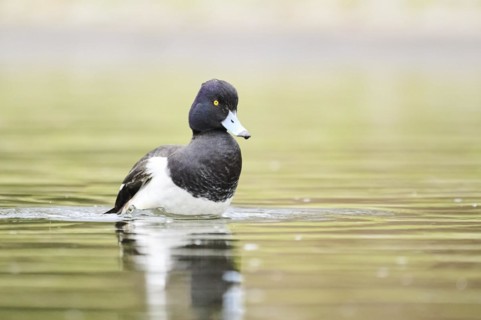 Tufted pochard