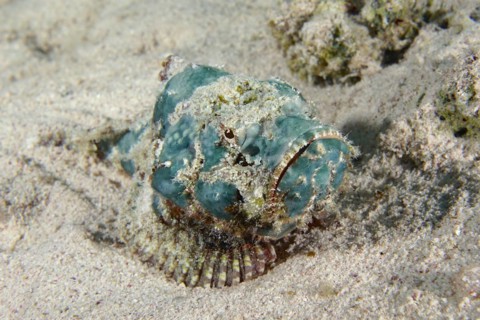 Juvenile false stonefish