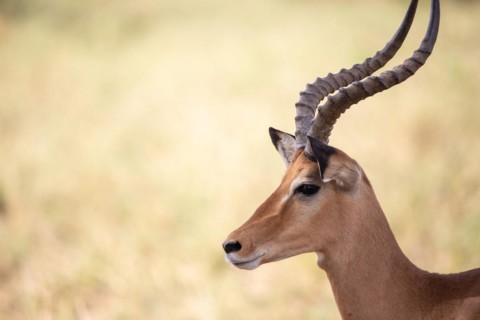 Portrait of a gazelle from the side. In the green savannah of Tsavo East National Park