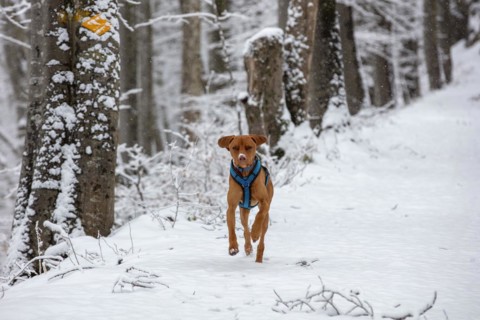 Roevidszoru Magyar Vizsla