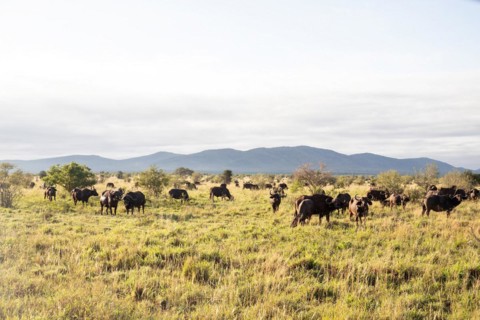 Buffalo