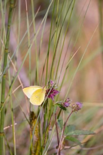 Palaeno sulphur