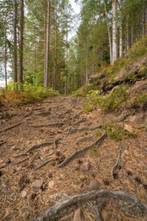 Rooted forest path through pine forest