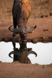 Buffalo