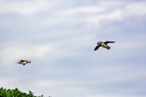 Two Puffins