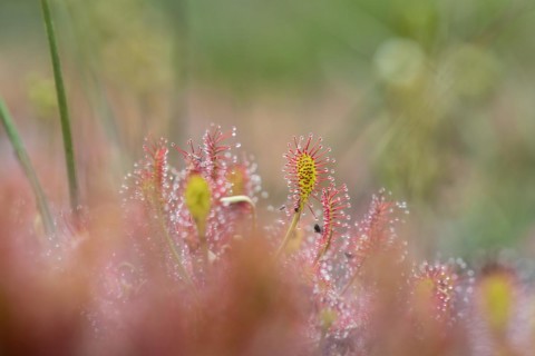 Oblong-leaved sundew