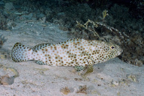 Greasy grouper