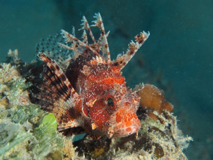 Red Sea Dwarf Lionfish