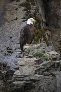 Bald Eagle