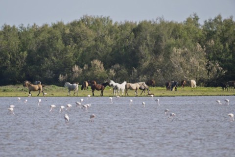 Greater flamingos