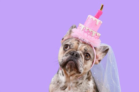Funny French Bulldog dog with birthday party cake hat on violet background with copy space