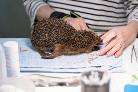 European hedgehog