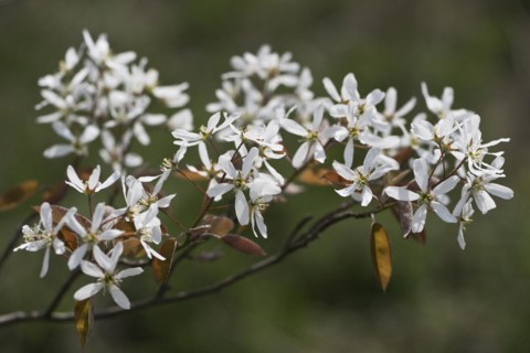 Rocky pear