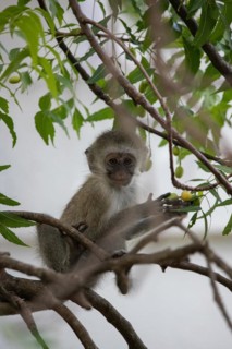 Little baby monkey in a green tree. Monkey