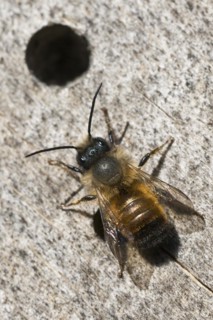 Rusty red mason bee