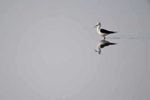 Black-winged Black-winged Stilt