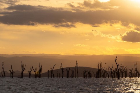 Dead trees in a lake