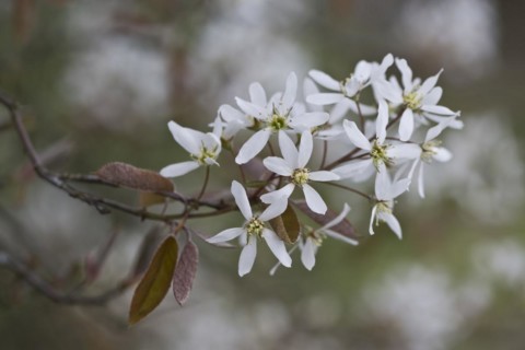 Rocky pear