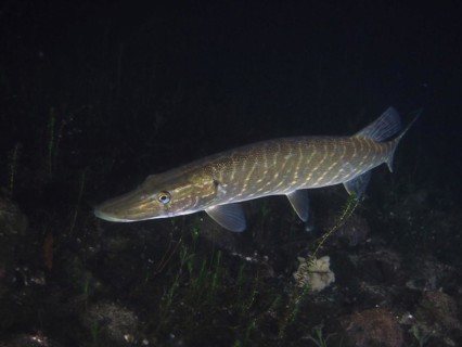 Pike
