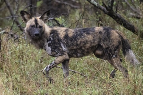 African wild dog