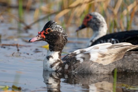 Warty Duck