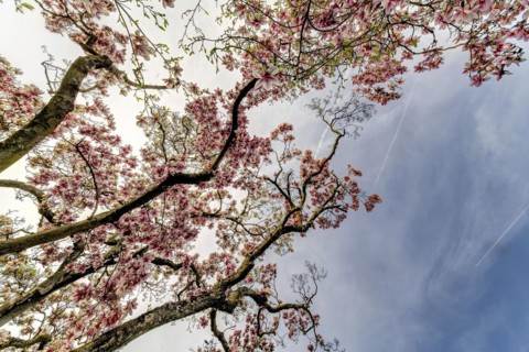Flowering magnolia