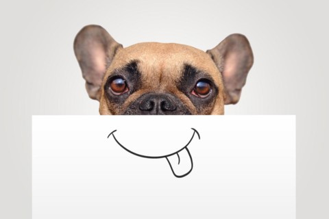 Funny Brown French Bulldog dog with half of face covered with white paper with painted on happy mouth with tongue sticking out