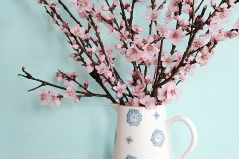 Apricot Blossoms in a Vase