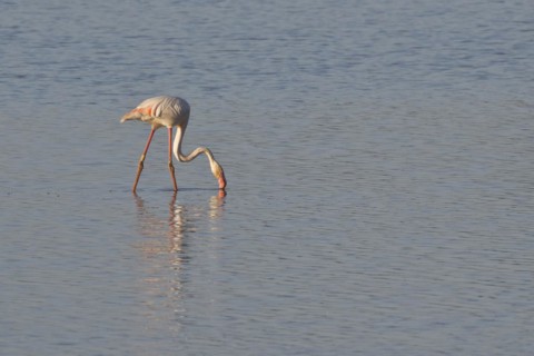 Greater flamingo