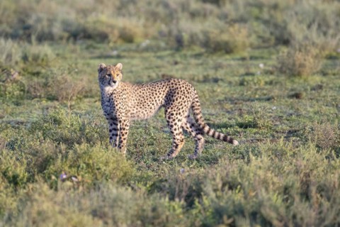 Cheetah