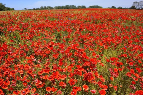 Blooming poppy flower