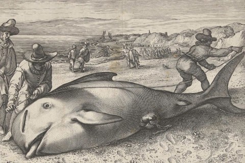 Stranded pilot whale on the beach of Zandvoort
