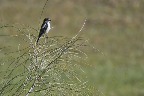 Woodchat Shrike