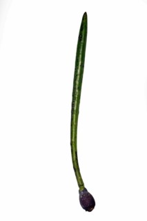 Sprouting seed of a mangrove