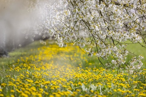 Blossoming cherry trees in spring