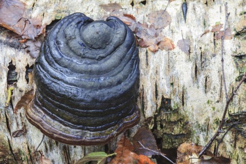 Tinder fungus