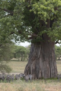 Plains zebra