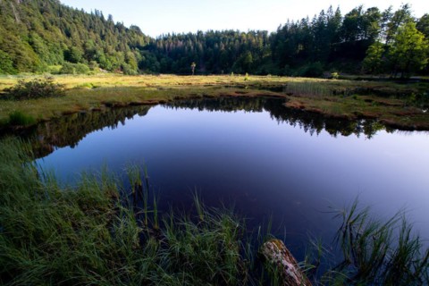Nonnenmattweiher