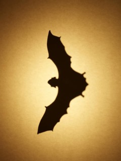 Bat