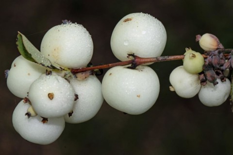 Common snowberry branch with some white fruits