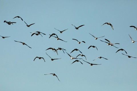 Greylag Goose several birds with open wings flying from the front in front of blue sky