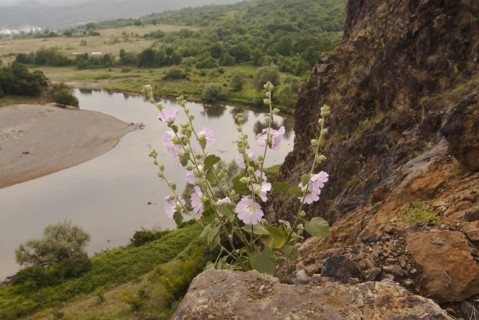 Common mallow