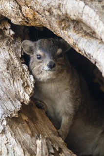 Rock Hyrax