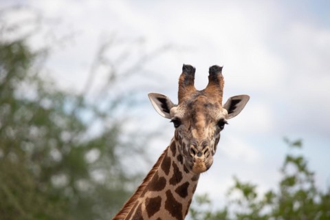Single giraffe