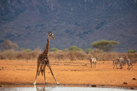Single giraffe