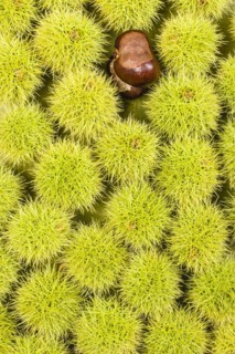 Sweet chestnuts