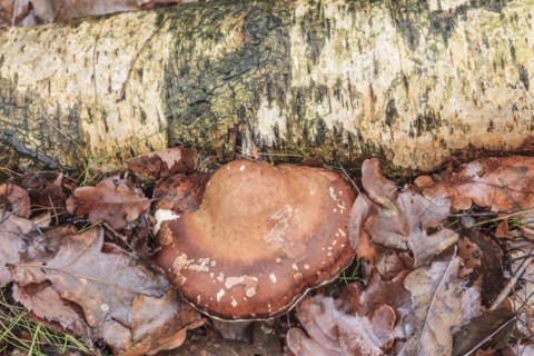 Birch tongue porling